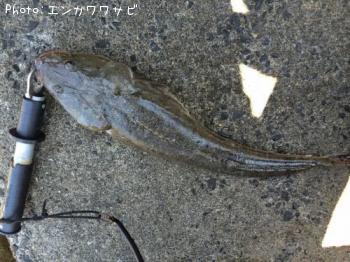 �ޥ���