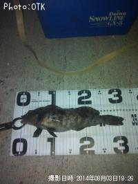 �����ʥ�