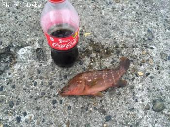 �����ϥ�