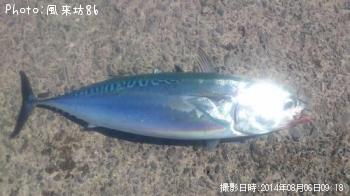 ¥½¡¼¥À¥«¥Ä¥ª