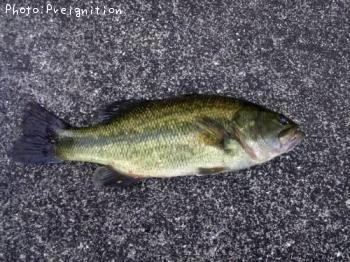 �֥�å��Х�