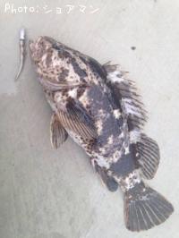 ¥Ù¥Ã¥³¥¦¥¾¥¤