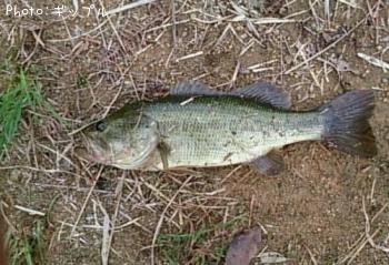 �֥�å��Х�