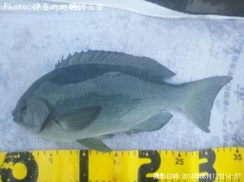 ��Ĺ�᥸��