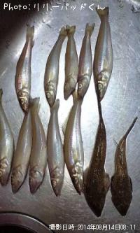 �ѡ���ԥ󥯤ε��ؿ͡��ᥴ��Ǧ���⥬�å�����