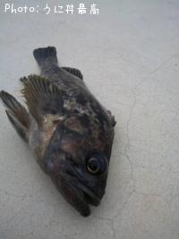 ���ӥ���