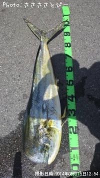 ��������ϥ��ĥ�������