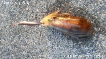 ¥¢¥ª¥ê¥¤¥«