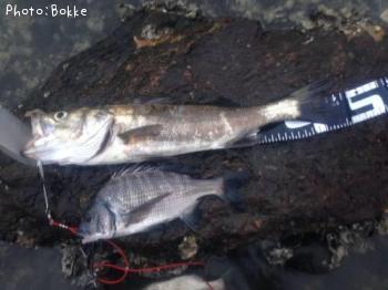 �����Х�