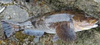 �����ʥ�