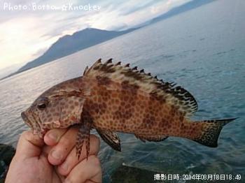 ¥ª¥ª¥â¥ó¥Ï¥¿