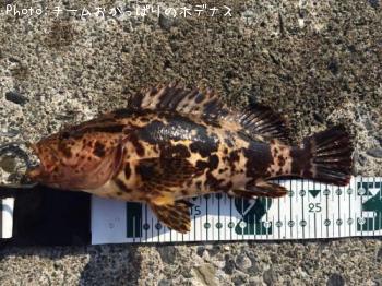 ¥¿¥±¥Î¥³¥á¥Ð¥ë