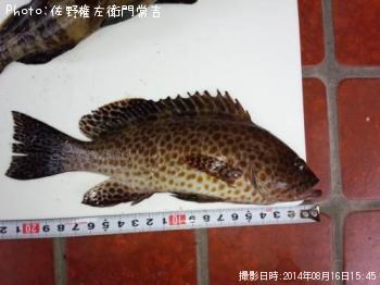 ¥ª¥ª¥â¥ó¥Ï¥¿