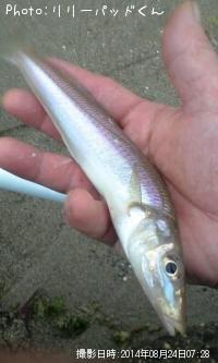 �ѡ���ԥ󥯤ε��ؿ�