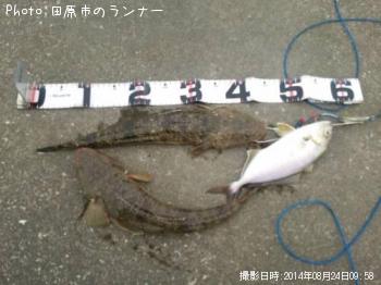 ¥Þ¥´¥Á¡õ¥·¥ç¥´