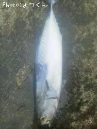 ¥Ò¥é¥½¥¦¥À