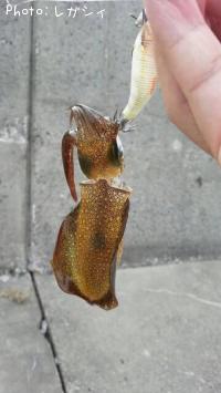 ¥¢¥ª¥ê¥¤¥«