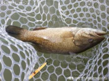 ���⡼��ޥ����Х�