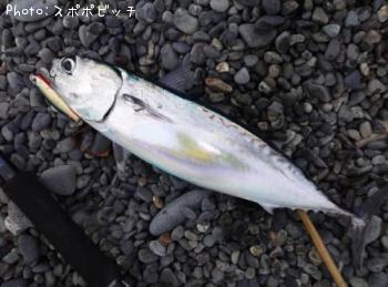 �ޥ륽����