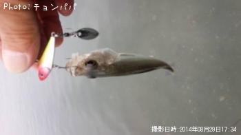 ¥·¡¼¥Ð¥¹¡¡¥ß¥Ë