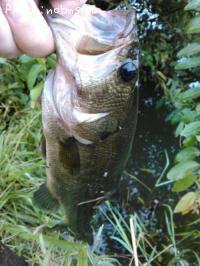 ¥Ö¥é¥Ã¥¯¥Ð¥¹