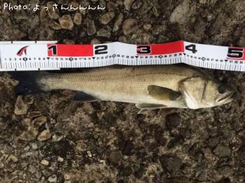 ¥·¡¼¥Ð¥¹¡¡¡¡