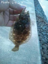 ¥Þ¥´¥Á¡õ¥½¥²