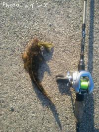 ¥Þ¥´¥Á¡õ¥½¥²