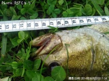 ���⡼��ޥ����Х�