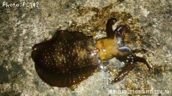 ¥¢¥ª¥ê¥¤¥«