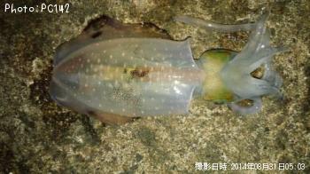 ¥¢¥ª¥ê¥¤¥«