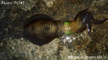 ¥¢¥ª¥ê¥¤¥«