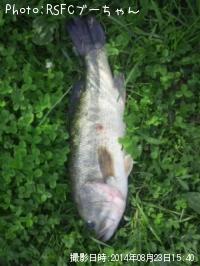 �֥�å��Х�