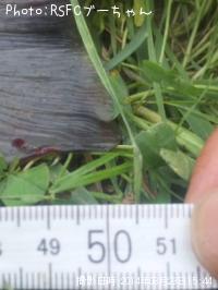 �֥�å��Х�