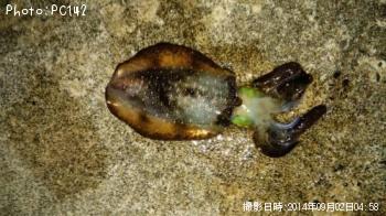 �����ꥤ��