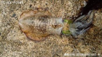 �����ꥤ��