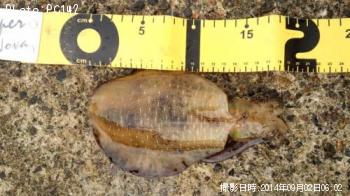 �����ꥤ��