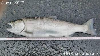 ��ޥ�