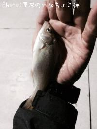 ���ߥ��ʥ�