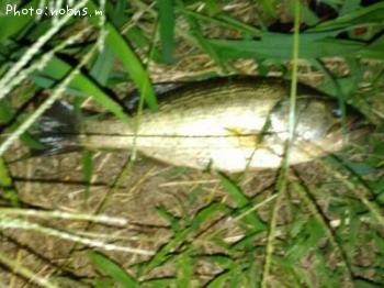 ¥Ö¥é¥Ã¥¯¥Ð¥¹