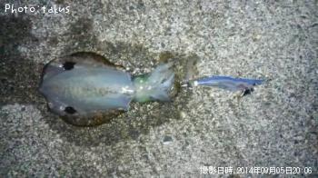 ¥¢¥ª¥ê¥¤¥«