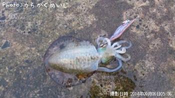 �����ꥤ��