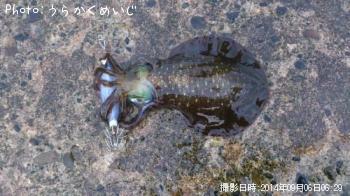 ¥¢¥ª¥ê¥¤¥«