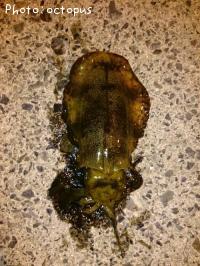 �����ꥤ��