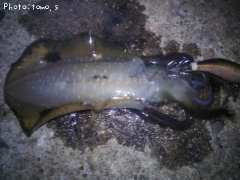 �����ꥤ��