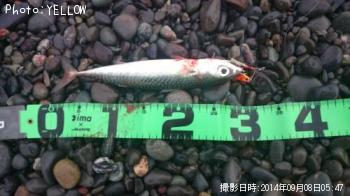 ¥½¥¦¥À¥¬¥Ä¥ª