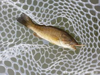 ���⡼��ޥ����Х�