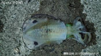 �����ꥤ��