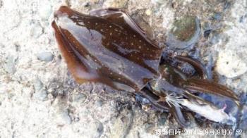 �����ꥤ��