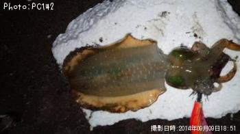 ¥¢¥ª¥ê¥¤¥«